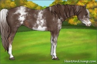 Horse Color:White Spotted Liver Chestnut 