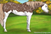 Horse Color:Gray Chestnut Sabino Splash Snowflake Varnish 