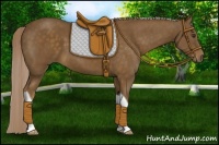 Horse Color:Chocolate Palomino Tobiano