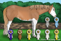 Horse Color:Chestnut Splash 