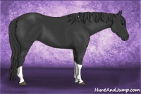 Horse Color:Black Tobiano 