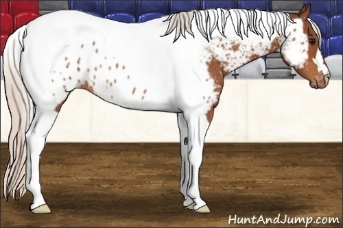 Horse Color:Silver Bay Tobiano Appaloosa 