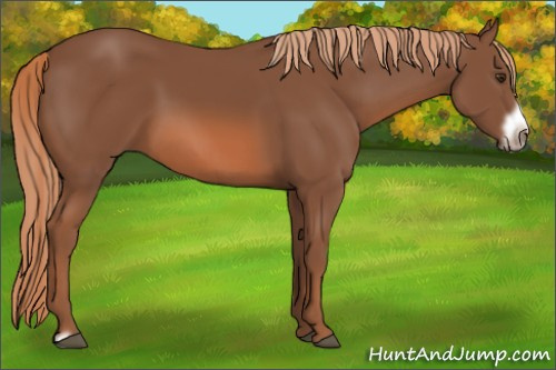 Horse Color: Chestnut Frame 