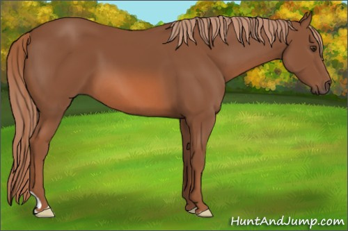 Horse Color: Unknown 