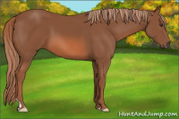 Horse Color:Unknown 