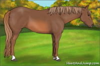 Horse Color:Unknown 