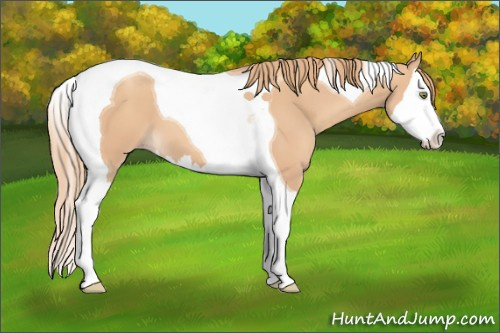 Horse Color: Gold Champagne Splash Tobiano 