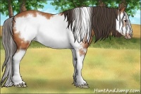 Horse Color:Bay Splash Frame  Brindle