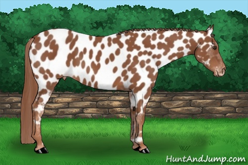 Horse Color: Chestnut Near Leopard 