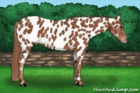 Horse Color:Chestnut Near Leopard 