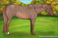 Horse Color:Red Roan