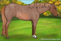 Horse Color:Liver Red Roan 