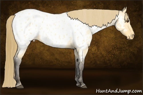 Horse Color:Buckskin Roan Dun Near Leopard 