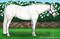 Horse Color:Gray Silver Amber Cream Champagne Roan Dun Splash Tobiano Frame Appaloosa Rabicano 