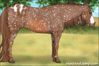 Horse Color:Liver Chestnut Appaloosa