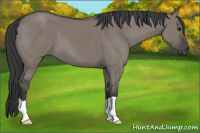 Horse Color:Grullo 