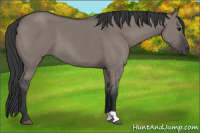 Horse Color:Grullo 