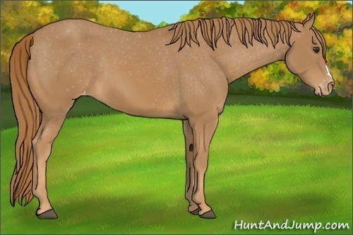Horse Color:Unknown 