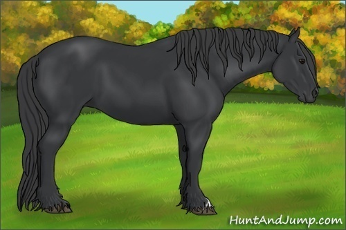 Horse Color: Black 