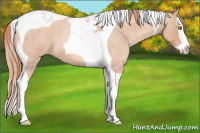 Horse Color:Gold Champagne Roan Splash Tobiano
