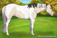 Horse Color:Amber Champagne Dun Tobiano 