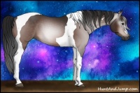 Horse Color:Gray Bay Tobiano 