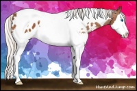 Horse Color:Silver Bay Splash Tobiano Appaloosa 