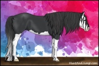 Horse Color:Black Splash 