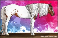 Horse Color:Silver Bay Tobiano Appaloosa 