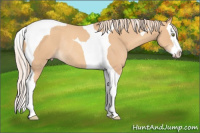 Horse Color:Gold Champagne Splash Tobiano Rabicano