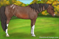 Horse Color:Bay Appaloosa 