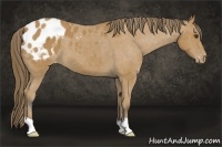 Horse Color:Buckskin Appaloosa 