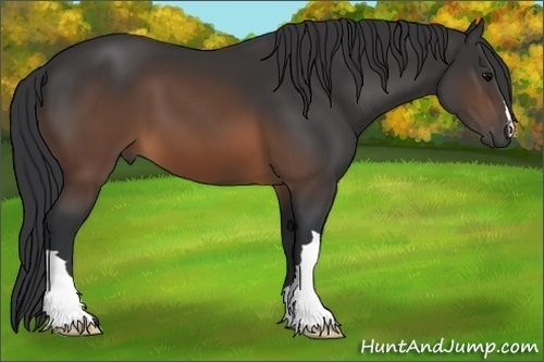 Horse Color: Brown 