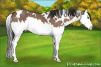 Horse Color:White Spotted Bay Dun Splash 
