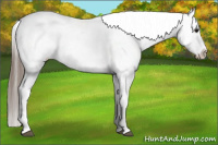 Horse Color:White Spotted Blue Roan Splash Frame Appaloosa 