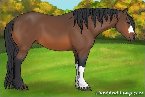 Horse Color: Bay 