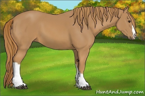 Horse Color: Chestnut 