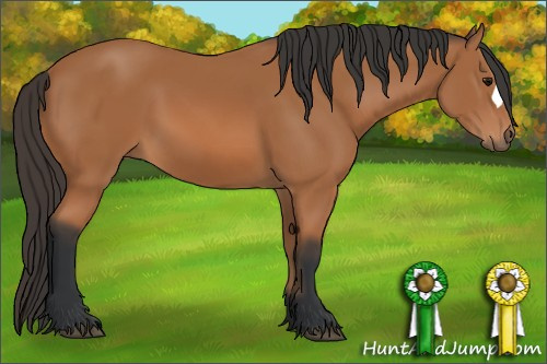 Horse Color: Bay 