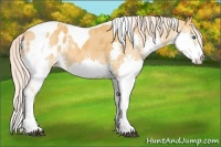 Horse Color:Palomino Splash Tobiano Appaloosa 
