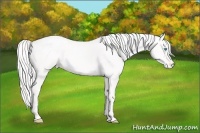 Horse Color:Cremello Snowcap 