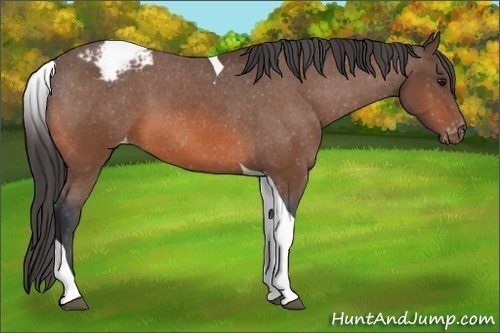 Horse Color: Bay Tobiano Snowcap 