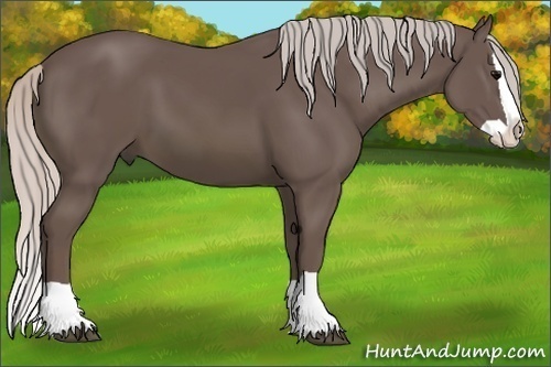 Horse Color: Unknown 