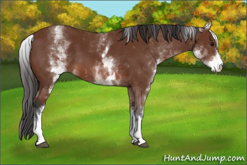 Horse Color: White Spotted Bay 