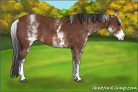Horse Color:White Spotted Bay 