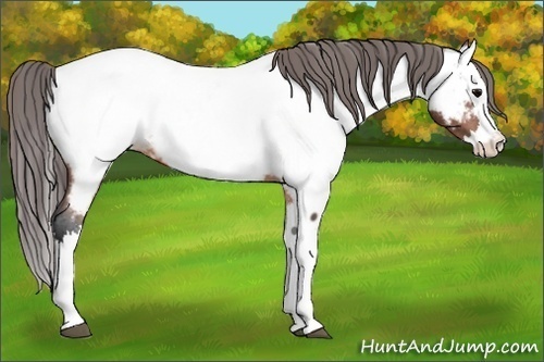 Horse Color: Brown Splash Near Fewspot 