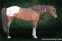 Horse Color:Brown Appaloosa 