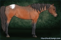 Horse Color:Brown Snowcap 