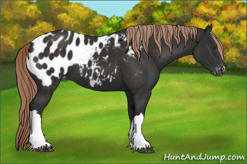 Horse Color: Liver Chestnut Near Leopard 