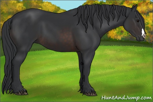 Horse Color: Brown 
