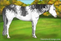 Horse Color:White Spotted Black Splash Rabicano